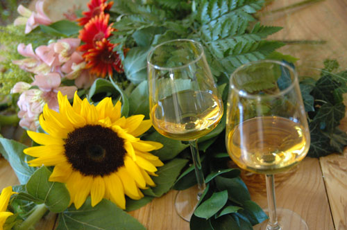 Girasole con calici