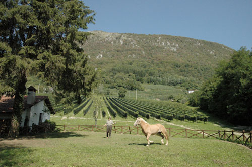 equitazione cavallo Ramandoloclub